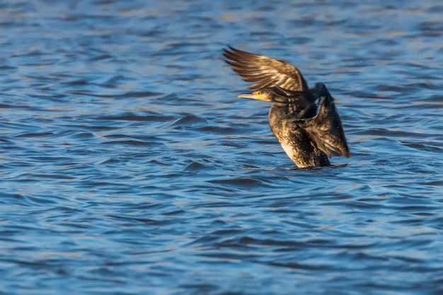 Kormoran rozpościerający skrzydła na wodzie