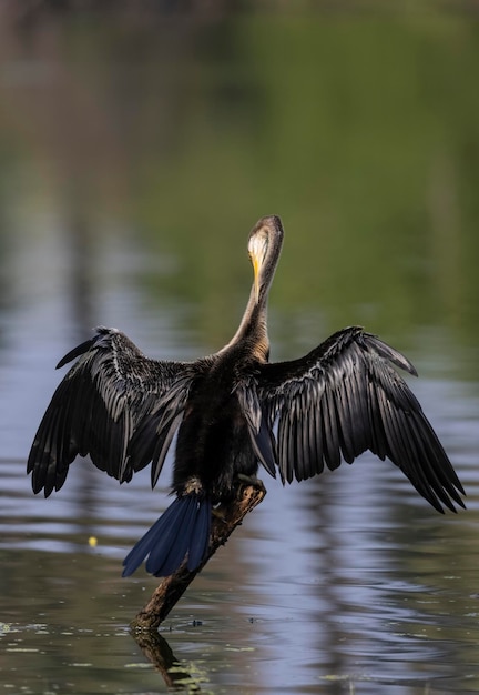 Kormoran suszy skrzydła w wodzie.