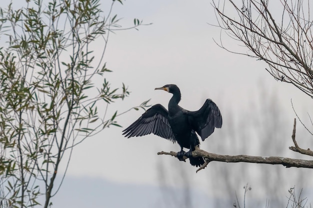 Kormoran wielki (Phalacrocorax carbo) Odpoczywający na drzewie