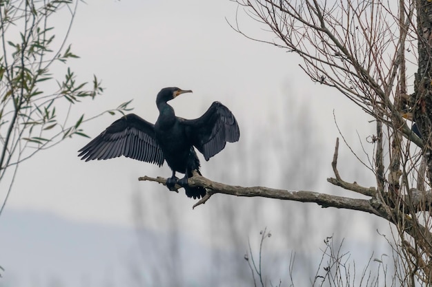 Kormoran wielki (Phalacrocorax carbo) Odpoczywający na drzewie