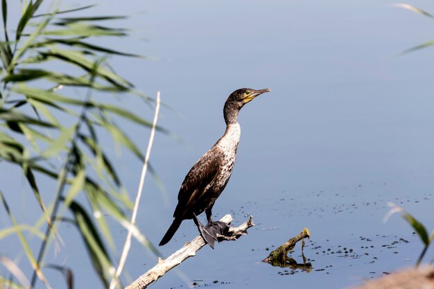 Kormoran wielki Phalacrocorax carbo w słoneczny dzień siedzi na gałęzi w pobliżu jeziora