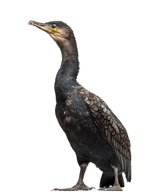 Kormoran wielki, Phalacrocorax carbo, znany również jako kormoran czarny na tle białej powierzchni