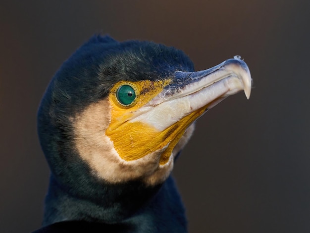 Kormoran wielki Phalacrocorax carbo