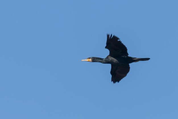 Kormoran wielki w locie (Phalacrocorax carbo)