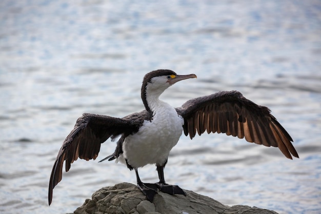 Kormoran żałobny (Phalacrocorax varius) na skalistym wybrzeżu w Nowej Zelandii