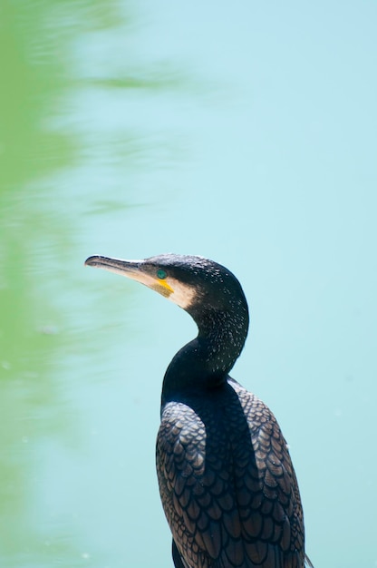 Kormoran