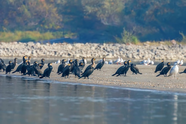 Kormorany odpoczywające na piaszczystym wybrzeżu (Phalacrocorax carbo)