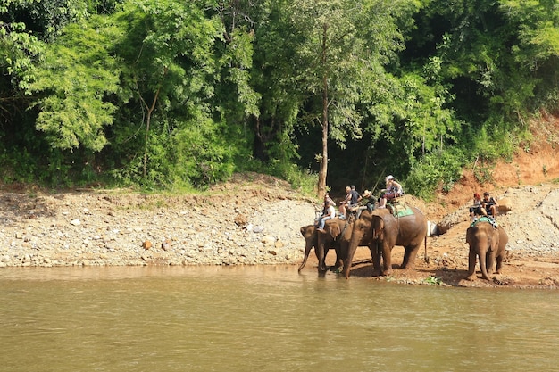 Zdjęcie kornak jedzie na słoniu, chiang mai, tajlandia