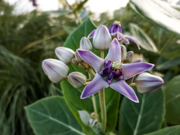 Korona kwiat lub Giant Indian Milkweed lub Calotropis gigantea z naturalnym tłem.