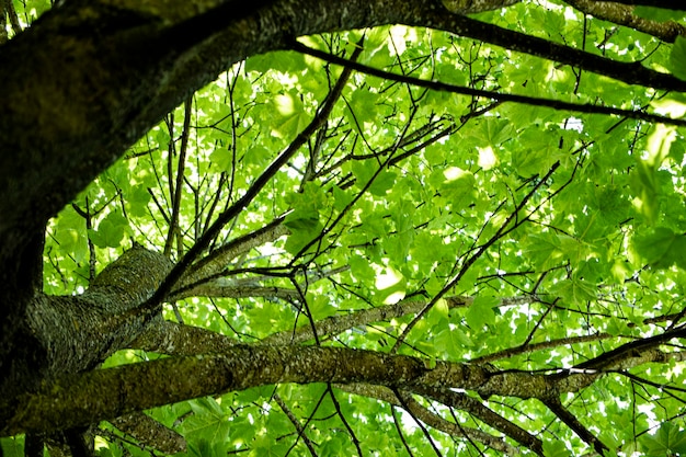 Korona Zielonej Starej Wierzby Widok Z Dołu Kora Z Głębokimi Pęknięciami Naturalne Tło