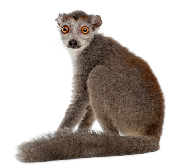 Koronowany Lemur Odizolowywający Na Bielu