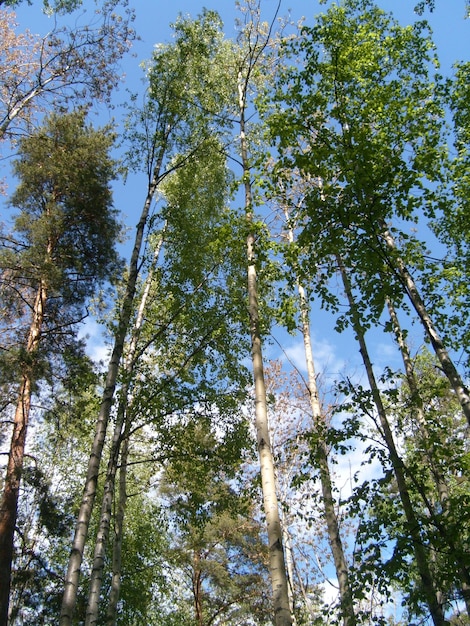 Korony wysokich drzew w mieszanym lesie północnym Skandynawska flora Karelia Finlandia Zielone liście i półsuche pnie drzew na tle błękitnego bezchmurnego nieba