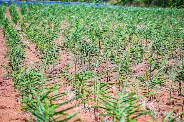 Korzeń imbiru na ziemi pole natura imbir roślina drzewo pielęgnować sadzenie na glebie gospodarstwo rolne Rosnący imbir z liściem