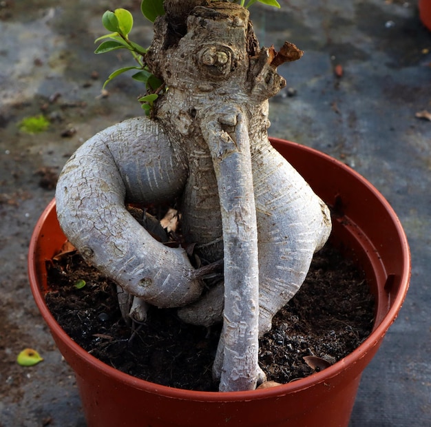 Korzeń o nietypowym kształcie, przypominający korzenie mandragory. Figowiec bonsai z dziwnym magicznym korzeniem z bliska