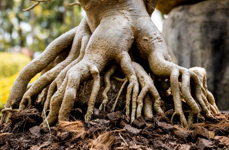 Zdjęcie korzenie bonsai w kompoście