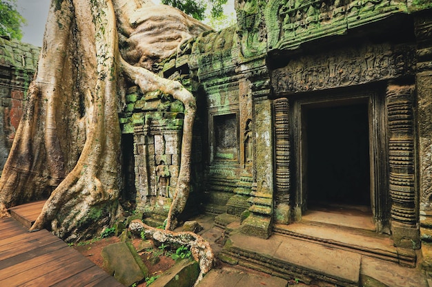 Korzenie drzew rosnące nad świątynią Ta Prohm Khmer Siem Reap Kambodża