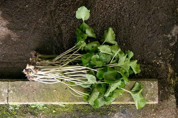 Zdjęcie korzenie rośliny wasabi organiczne i świeże korzenie wasabi na farmie w prefekturze shizuoka na półwyspie izu