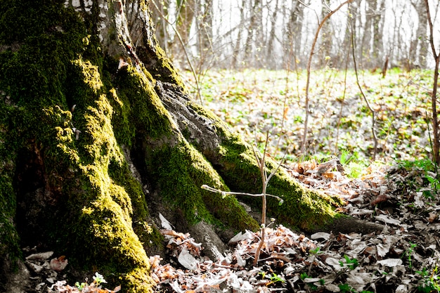 Korzenie Starego Drzewa Pokryte Mchem W Wiosennym Lesie