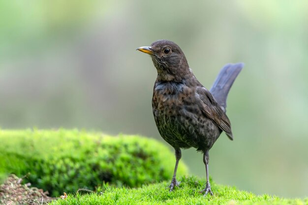 Zdjęcie kos (turdus merula) w lesie