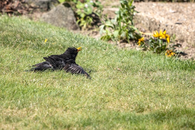 Kos (Turdus merula) w trawie