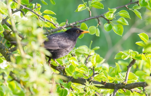 Kos zwyczajny Turdus merula Samiec siedzi na gałęzi