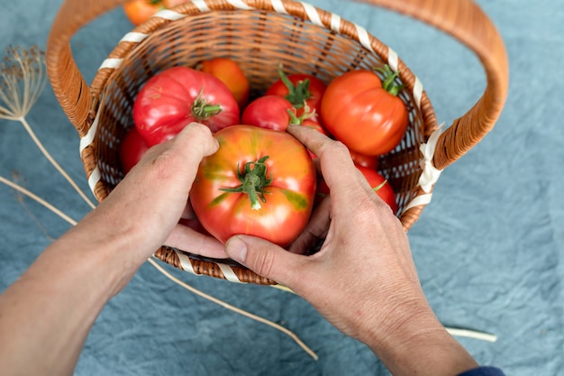 Kosz dojrzałych pomidorów w rękach starszej pani