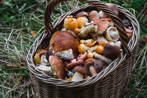 Zdjęcie kosz jadalnych grzybów w lesie jesienią