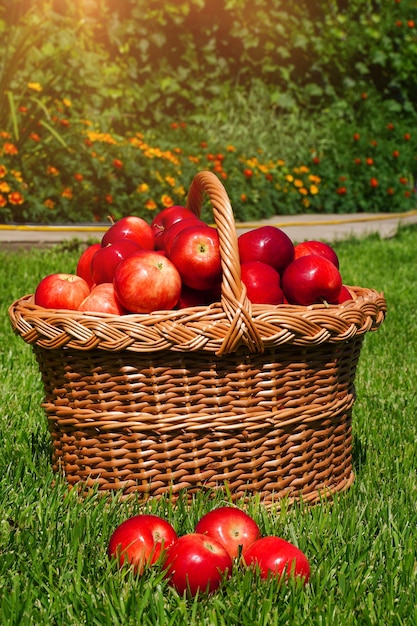 Kosz pełen dojrzałych czerwonych jabłek na zielonej trawie zbierający porozrzucane jabłka i świeże ekologiczne owoce z farmy