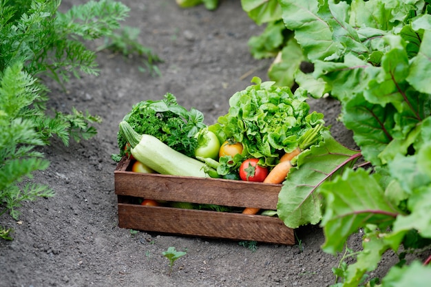 Kosz pełen organicznych warzyw i korzeni na ekologicznej farmie Bio.