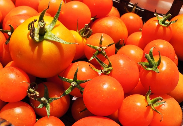 Kosz pełen świeżo zebranych pomidorów
