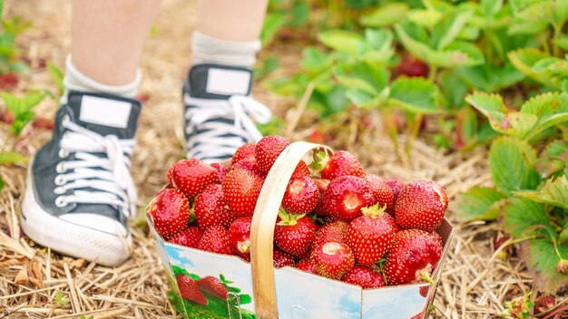 Kosz pełen świeżych czerwonych truskawek po zbiorze na ziemi na ekologicznej farmie truskawkowych