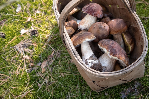 Kosz świeżych jesiennych grzybów Kosz z grzybami jadalnymi Borowik szlachetny