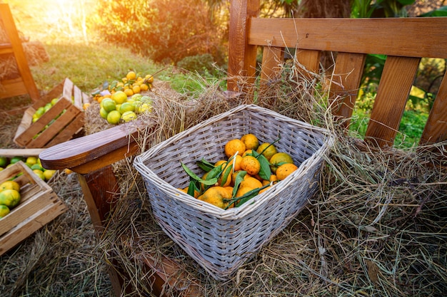 Kosz ze świeżymi dojrzałymi soczystymi domowymi pomarańczowymi mandarynkami
