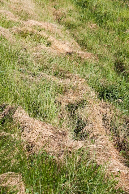 Koszona i suszona trawa na paszę dla zwierząt, siano z suchej trawy dla rolnictwa