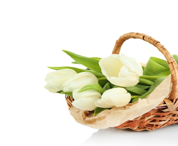 Koszyk wypełniony białymi tulipanami na białym tle