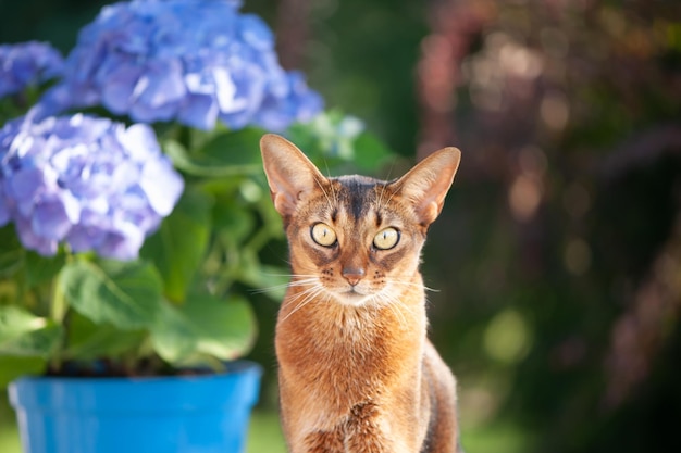 Kot abisyński siedzący na tarasie z kwiatami niebieska hortensja Reklama wysokiej jakości stock photo Zwierzęta spacerujące latem