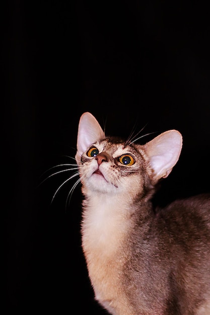 Kot abisyński z bliska portret