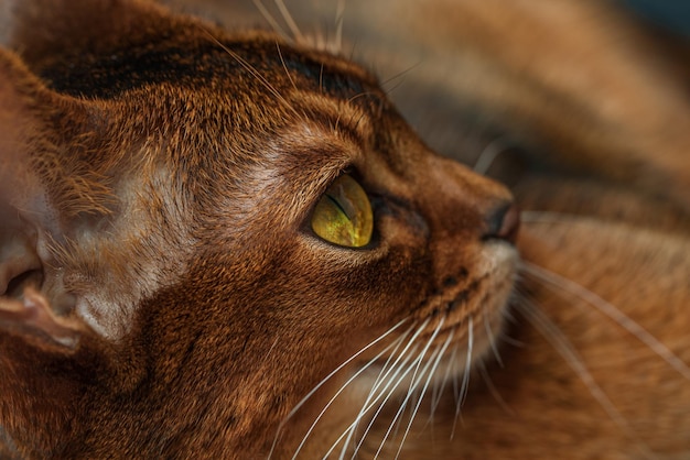 Kot abisyński z brązowym futrem
