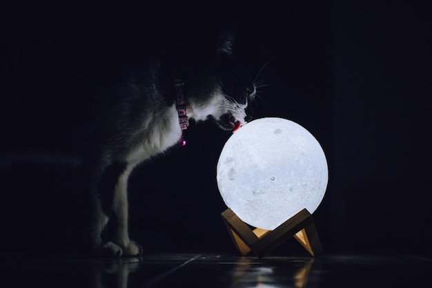 Zdjęcie kot bawi się księżycem w ciemności.
