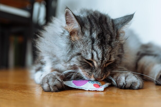 Kot bawi się stymulującą poduszką z walerianą