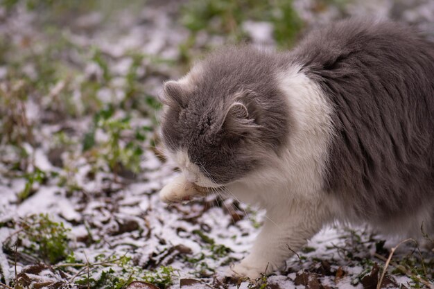 Kot bawiący się i spacerujący po śniegu zimą Puszysty kot skulony śniegiem idący zaśnieżoną ulicą
