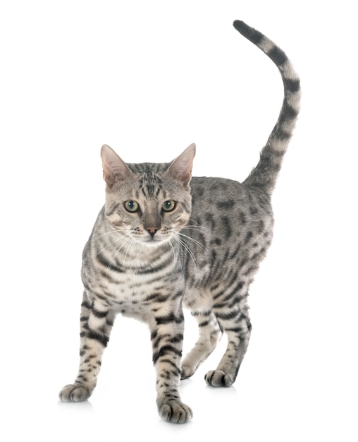Kot bengalski