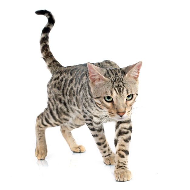 kot bengalski