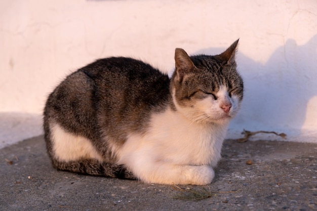 Kot biały i szary relaksujący odkryty zamkniętymi oczami biała ściana tło grecka wyspa
