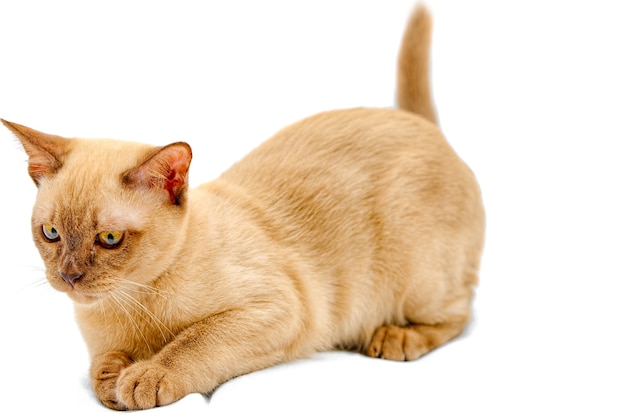Kot birmański w kolorze czekolady, to rasa kota domowego, wywodząca się z Tajlandii, uważana za mającą swoje korzenie w okolicach dzisiejszej tajlandzkiej Birmy.