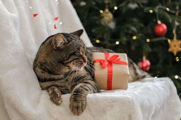 Kot bożonarodzeniowy Kot pręgowany z prezentem świątecznym na tle choinki