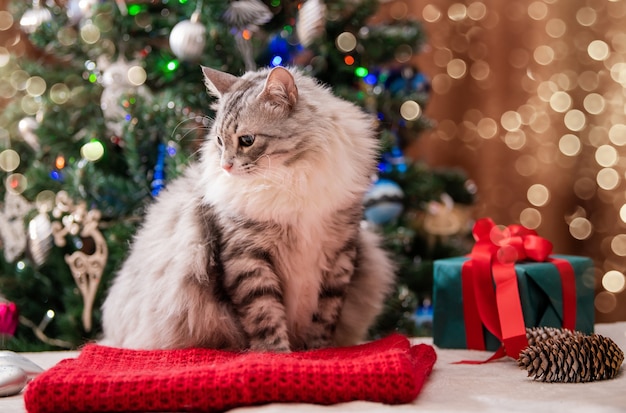 Kot bożonarodzeniowy. Portret kota puszysty tłuszczu obok pudełko na tle choinki i świateł girlandy.