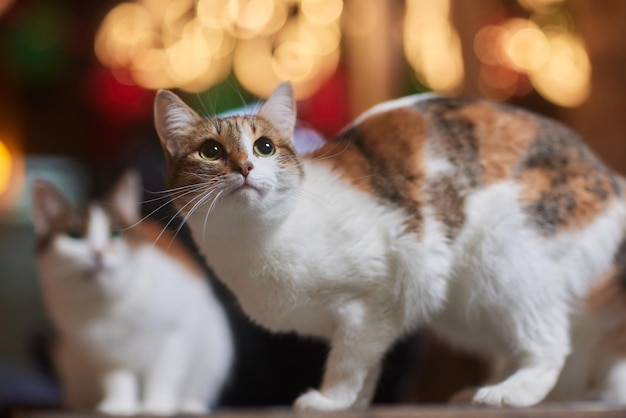 Kot bożonarodzeniowy. Portret pasiasty kotek z girlandą światła Bożego Narodzenia na świątecznym czerwonym tle.