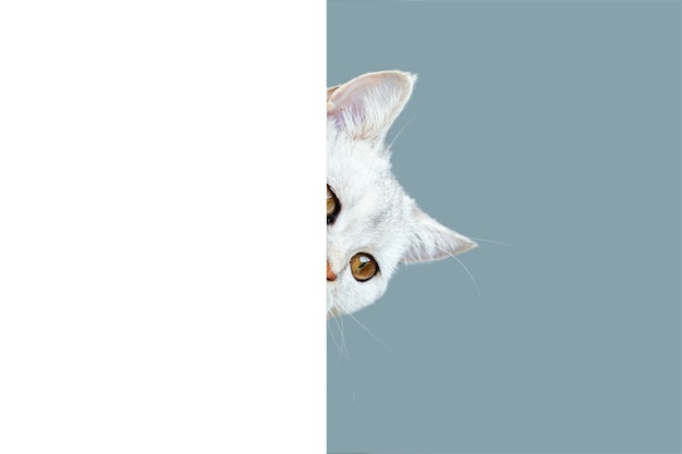 Kot brytyjski krótkowłosy ciekawy wygląda zza białego tła Pojedynczo na jasnoniebieskim