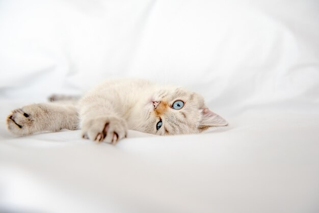 Kot brytyjski krótkowłosy leżący i patrzący na białym tle na białym tle